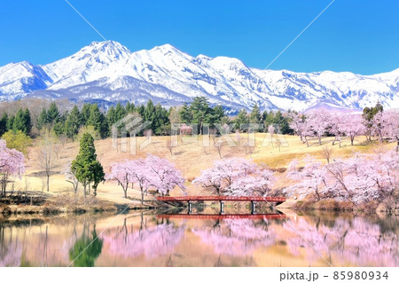 松ケ峯の桜と妙高山 松ケ峯の桜と妙高山 85980934
