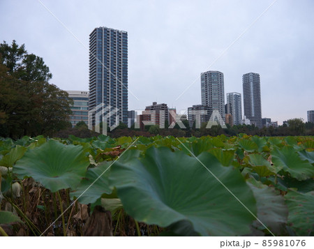 上野公園の晩秋 上野公園の晩秋 85981076