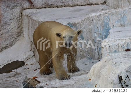 プールから上がりクマの山で水を滴らしながら立つシロクマのいる動物園の風景 85981125