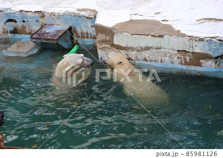 動物園の飼育スペースの中のプールで2頭のシロクマの親子が見つめ合う風景 動物園の飼育スペースの中のプールで2頭のシロクマの親子が見つめ合う風景 85981126