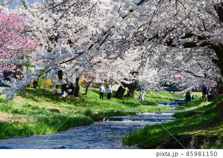 観音寺川の桜並木。猪苗代、福島、日本。4月下旬。 観音寺川の桜並木。猪苗代、福島、日本。4月下旬。 85981150