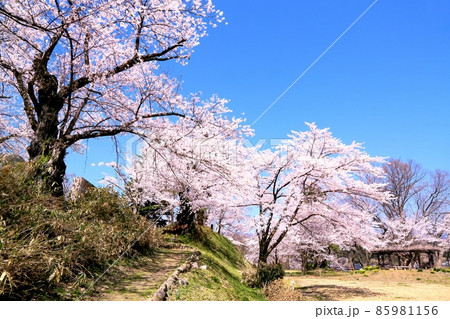 飯山城址公園の桜 飯山城址公園の桜 85981156