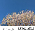 雪が積もった樹木12 85981638