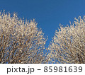 雪が積もった樹木13 85981639