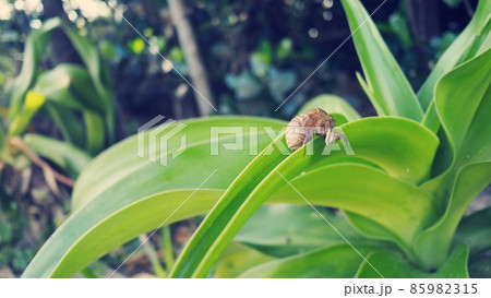 南国にも夏の終わりは来る 85982315
