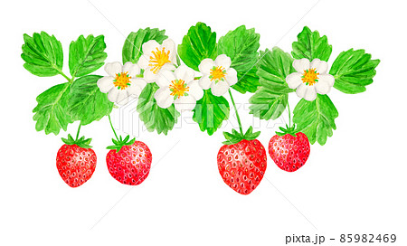 手描き水彩のイチゴと花イラストのイラスト素材
