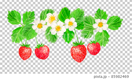 手描き水彩のイチゴと花イラスト 手描き水彩のイチゴと花イラスト 85982469
