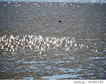干潟を飛ぶ野鳥シロチドリの大群 干潟を飛ぶ野鳥シロチドリの大群 85982509