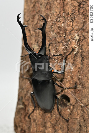 ギラファノコギリクワガタ　100mm 85982700