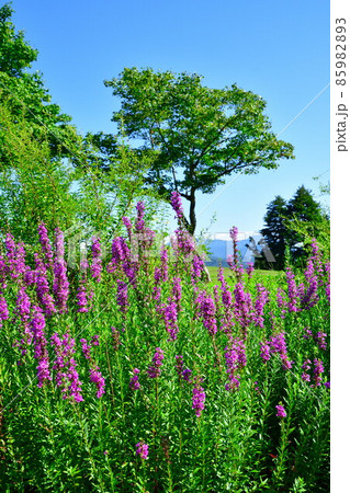 越後ハーブ香園入広瀬(新潟県) 越後ハーブ香園入広瀬(新潟県) 85982893