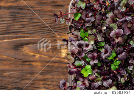 Radish micro green sprouts close up. Healthy eating concept Radish micro green sprouts close up. Healthy eating concept 85982954