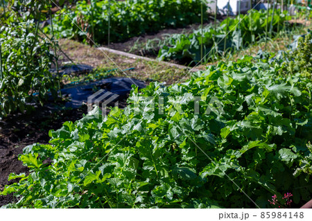 畑の野菜 貸農園 畑の野菜 貸農園 85984148
