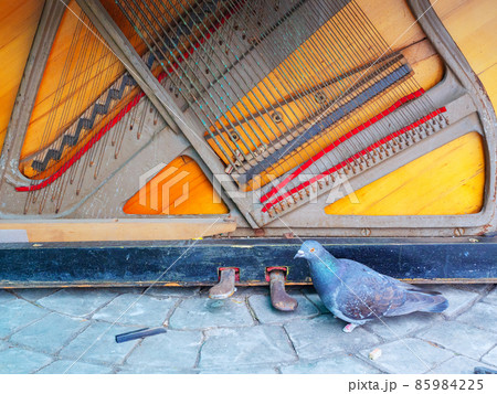 The bottom of an old ruined piano and a dove next to it The bottom of an old ruined piano and a dove next to it 85984225