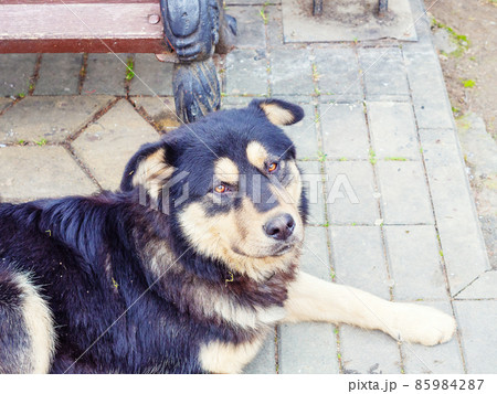 A black-beige mongrel dog with orange eyes lies on the street on the paving slabs 85984287