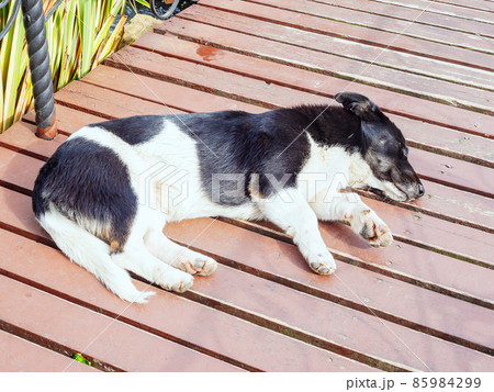 Black and white mongrel with short legs lies on a plank bridge 85984299