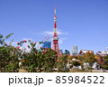 爽やかな晴天の芝公園と東京タワー　東京都港区 85984522