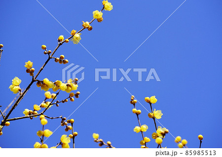青空に若い蝋梅の花 85985513