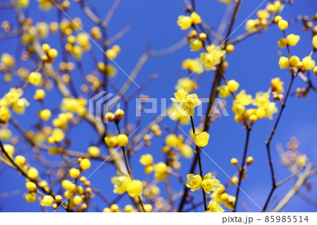 爽やかな青空と蝋梅の花 85985514