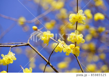 明るい蝋梅の花 85985525