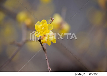 ひっそり咲くロウバイ一枝1 ひっそり咲くロウバイ一枝1 85985530