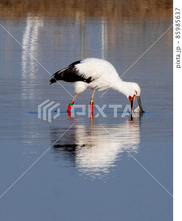 こうのとり 85985637