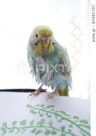 水浴び後に窓辺で休むセキセイインコ 85985707
