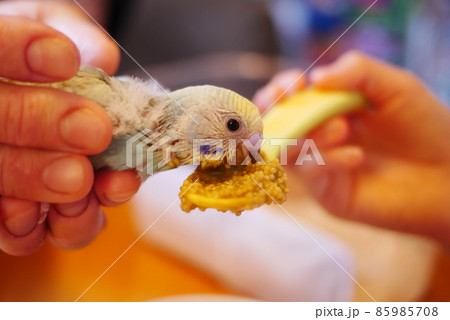 挿し餌を食べるセキセイインコの雛 85985708