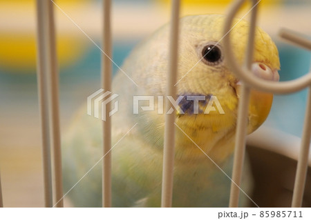 ケージの中にいるセキセイインコ ケージの中にいるセキセイインコ 85985711