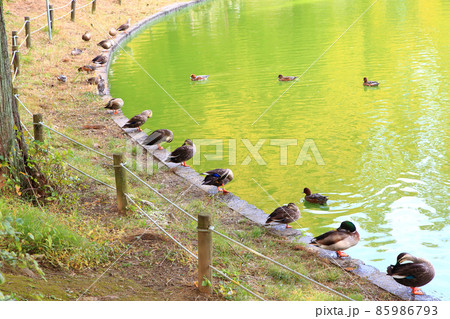 川越水上公園の鴨 川越水上公園の鴨 85986793