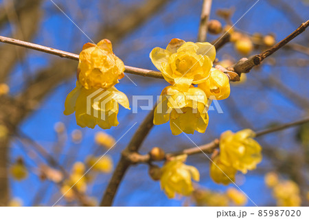 ロウバイ 85987020