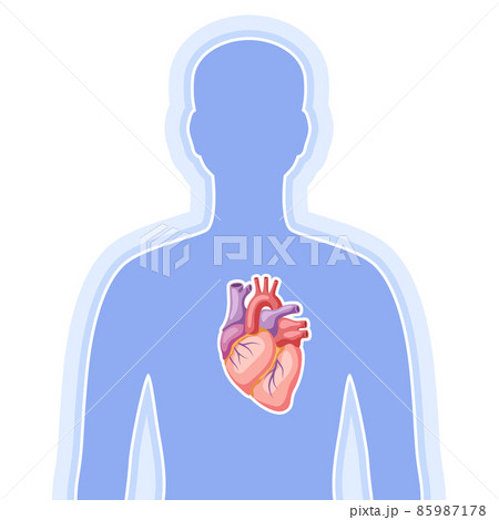 Illustration with heart internal organ. Human body anatomy. Health care and medical image. Illustration with heart internal organ. Human body anatomy. Health care and medical image. 85987178