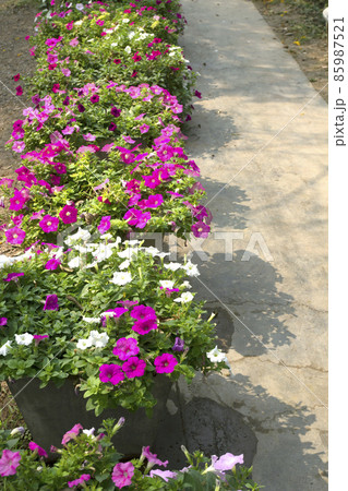 Beautiful flowers beside the flower garden corridor 85987521