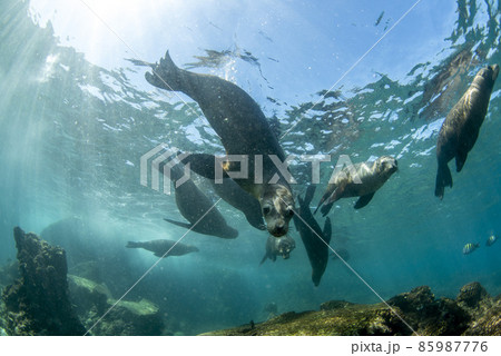 Galapagos colony of californian sea lion seal coming to scuba diver to have fun and play 85987776