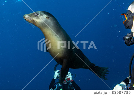 Puppy californian sea lion seal coming to you to have fun and play 85987789