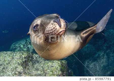 Puppy californian sea lion seal coming to you to have fun and play 85987791