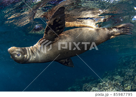 Puppy californian sea lion seal coming to you to have fun and play 85987795