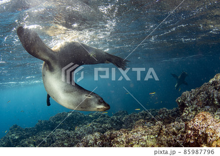 Puppy californian sea lion seal coming to you to have fun and play 85987796