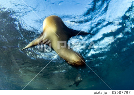 Puppy californian sea lion seal coming to you to have fun and play 85987797