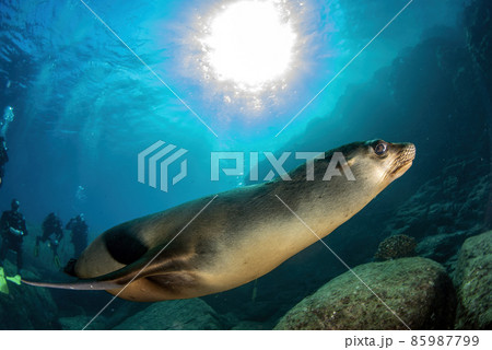 Puppy californian sea lion seal coming to you to have fun and play Puppy californian sea lion seal coming to you to have fun and play 85987799