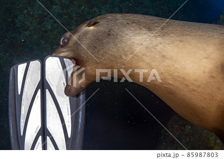 Puppy californian sea lion seal biting a scuba diver fin to have fun and play 85987803
