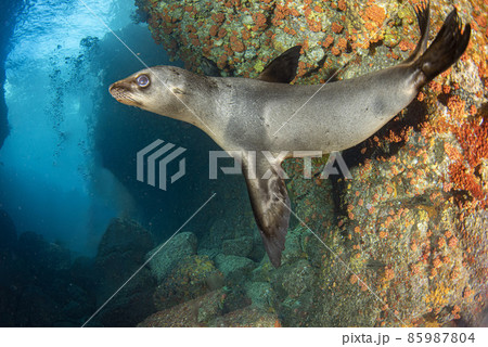 Puppy californian sea lion seal coming to you to have fun and play 85987804
