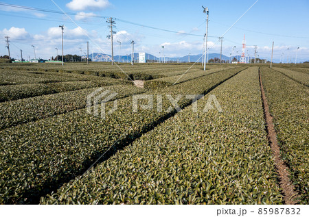 【茶畑】牧之原大茶園の景色 【茶畑】牧之原大茶園の景色 85987832