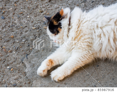 A fluffy tricolor cat in a collar lies on the asphalt outside. Close-up photo 85987916