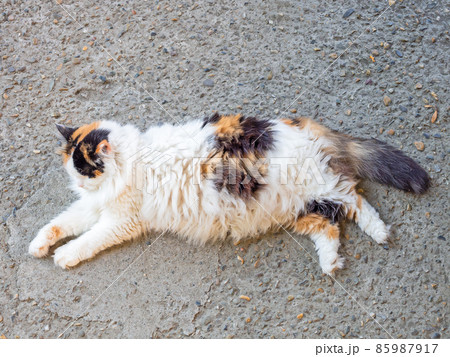 Fluffy fat tricolor cat with dirty hair lies on the asphalt in the street 85987917