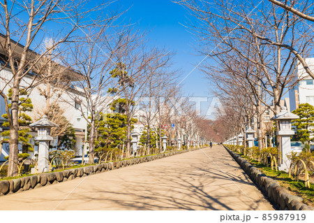 鎌倉　段葛　冬景 85987919