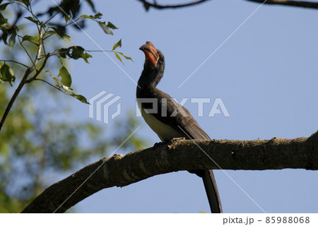 Southern yellow billed hornbill 85988068