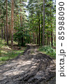 Old Country Road Through Summer Trees Woods Forest In Sunny Day. Summer Forest Landscape 85988090