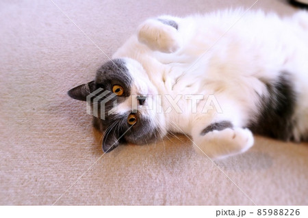 甘える可愛いハチワレ猫 ブリティッシュショートヘア 甘える可愛いハチワレ猫 ブリティッシュショートヘア 85988226