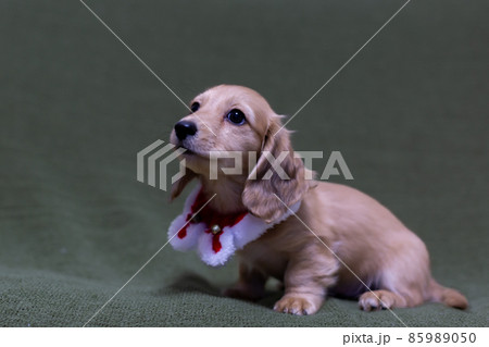 仔犬 カニンヘンダックスフンド 仔犬 カニンヘンダックスフンド 85989050