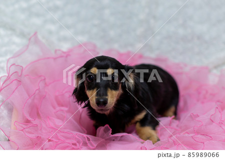 カニンヘンダックスフンド　ブラックイエロー 85989066